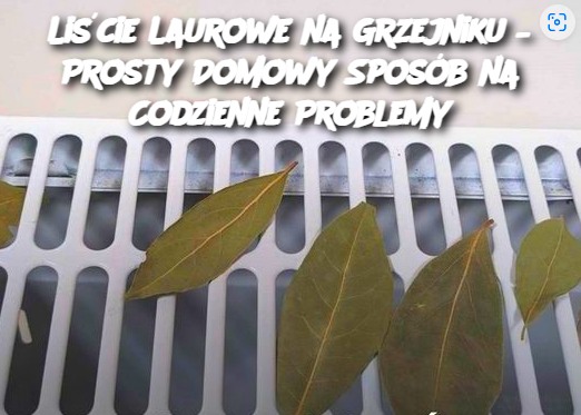 Liście Laurowe na Grzejniku – Prosty Domowy Sposób na Codzienne Problemy