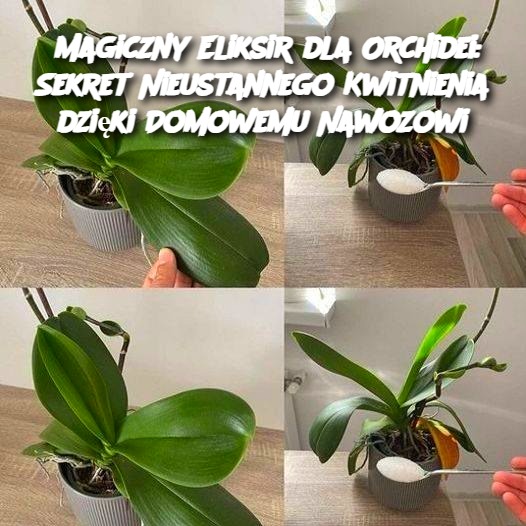 Magiczny Eliksir dla Orchidei: Sekret Nieustannego Kwitnienia dzięki Domowemu Nawozowi