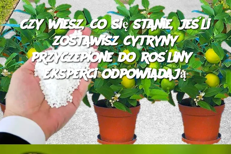 Czy wiesz, co się stanie, jeśli zostawisz cytryny przyczepione do rośliny? Eksperci odpowiadają