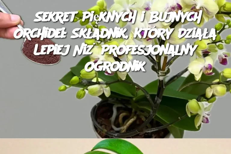 Sekret Pięknych i Bujnych Orchidei: Składnik, Który Działa Lepiej Niż Profesjonalny Ogrodnik