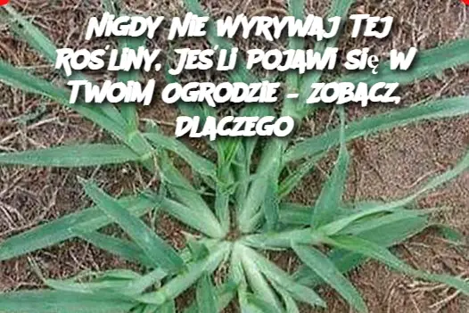 Nigdy Nie Wyrywaj Tej Rośliny, Jeśli Pojawi się w Twoim Ogrodzie – Zobacz, Dlaczego