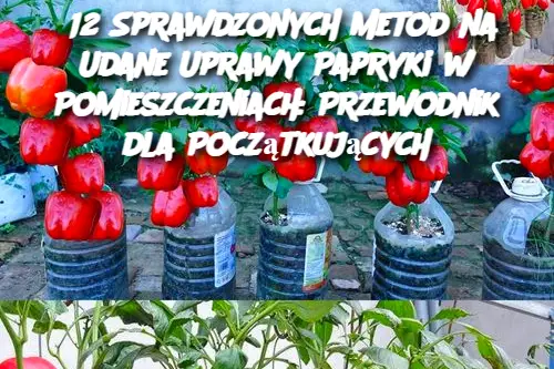 12 Sprawdzonych Metod na Udane Uprawy Papryki w Pomieszczeniach: Przewodnik dla Początkujących