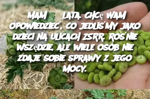 Mam 63 lata. Chcę Wam opowiedzieć, co jedliśmy jako dzieci na ulicach ZSRR. Rośnie wszędzie, ale wiele osób nie zdaje sobie sprawy z jego mocy.