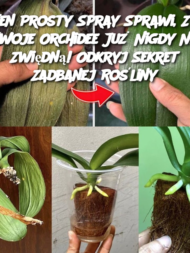 Ten Prosty Spray Sprawi, Że Twoje Orchidee Już Nigdy Nie Zwiędną! Odkryj Sekret Zadbanej Rośliny