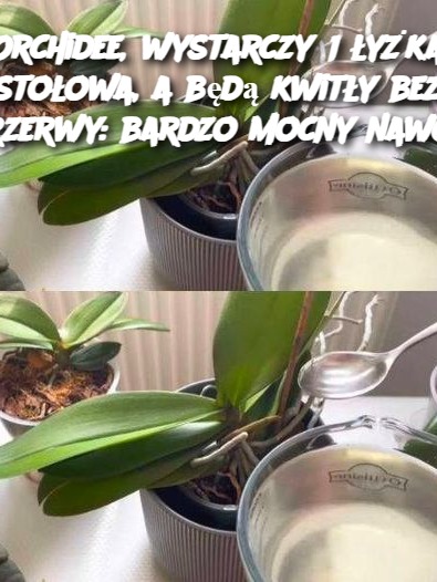 Orchidee, wystarczy 1 łyżka stołowa, a będą kwitły bez przerwy: bardzo mocny nawóz