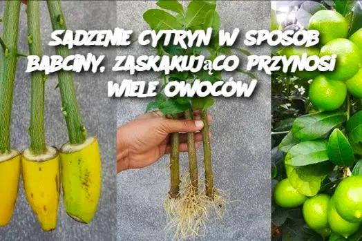 Sadzenie cytryn w sposób babciny, zaskakująco przynosi wiele owoców