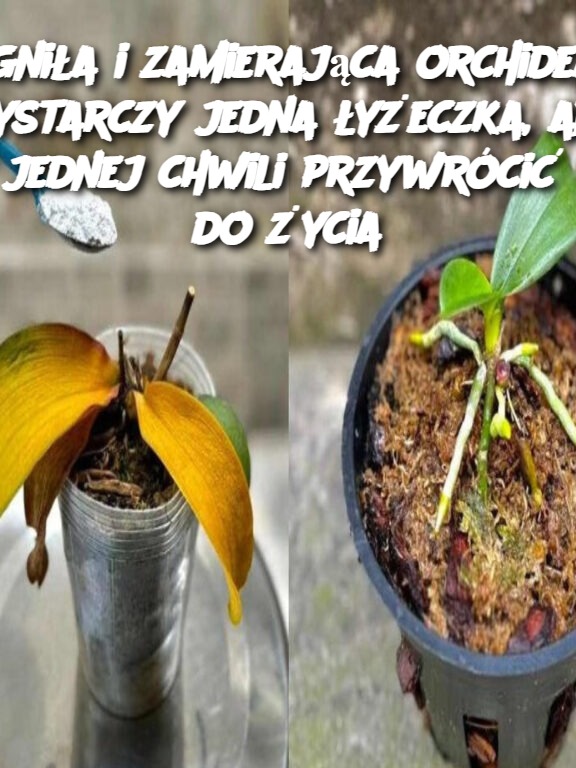 Zgniła i zamierająca orchidea, wystarczy jedna łyżeczka, aby w jednej chwili przywrócić ją do życia