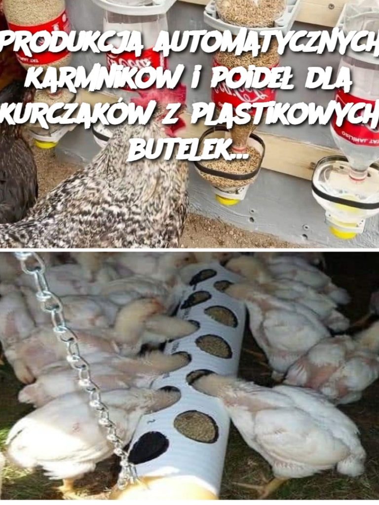 Produkcja automatycznych karmników i poideł dla kurczaków z plastikowych butelek…