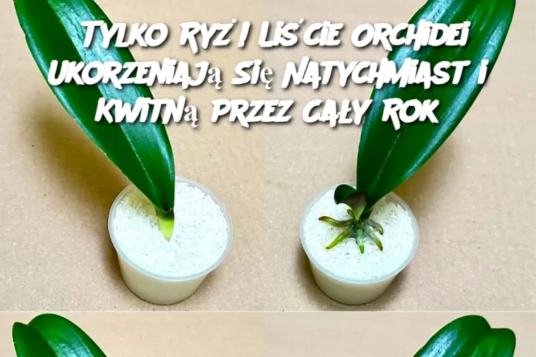 Tylko Ryż! Liście Orchidei Ukorzeniają Się Natychmiast i Kwitną Przez Cały Rok