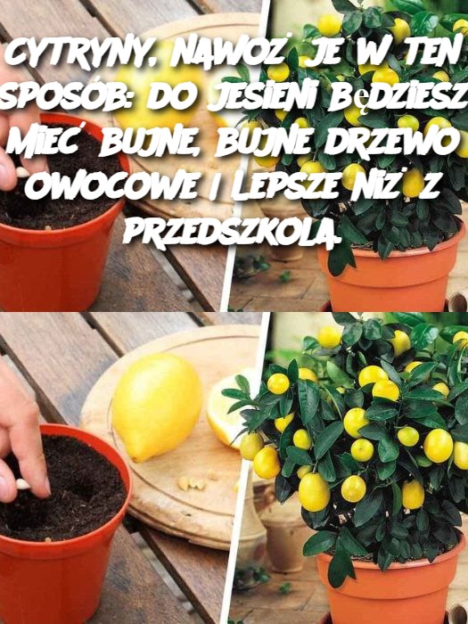 Cytryny, nawoż je w ten sposób: do jesieni będziesz mieć bujne, bujne drzewo owocowe | Lepsze niż z przedszkola.