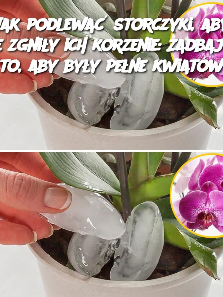 Jak podlewać storczyki, aby nie zgniły ich korzenie: Zadbaj o to, aby były pełne kwiatów