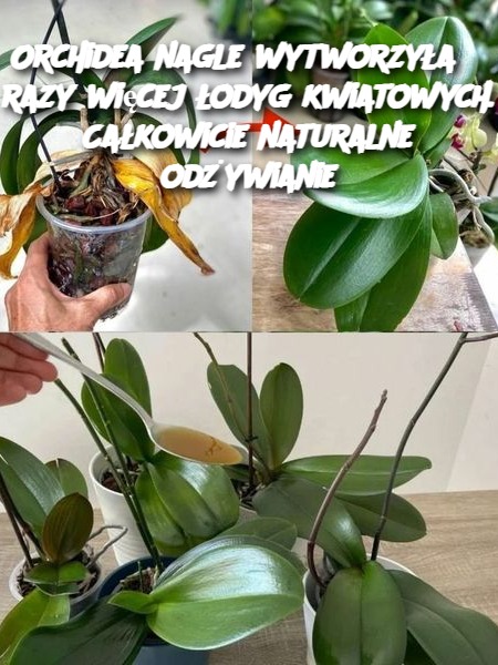 Orchidea nagle wytworzyła 5 razy więcej łodyg kwiatowych. Całkowicie naturalne odżywianie