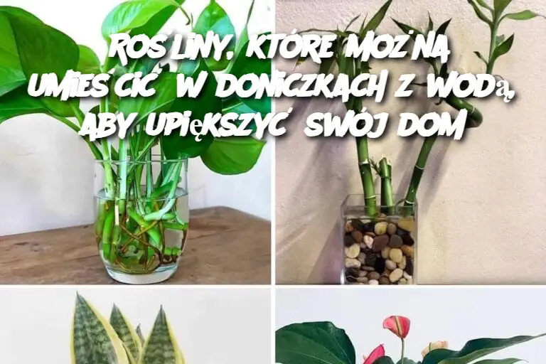 Rośliny, które można umieścić w doniczkach z wodą, aby upiększyć swój dom