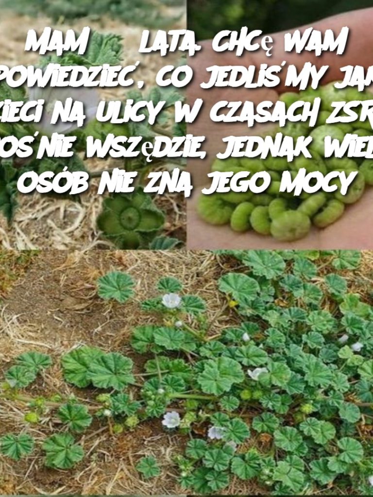 Mam 63 lata. Chcę Wam opowiedzieć, co jedliśmy jako dzieci na ulicy w czasach ZSRR. Rośnie wszędzie, jednak wiele osób nie zna jego mocy