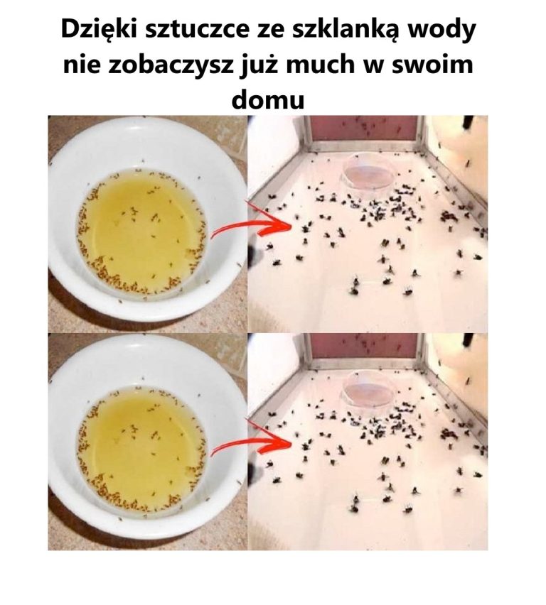 Dzięki sztuczce ze szklanką wody nie zobaczysz już much w swoim domu