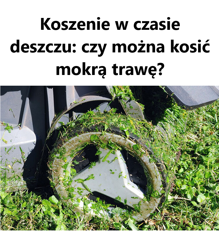 Koszenie w czasie deszczu: czy można kosić mokrą trawę?