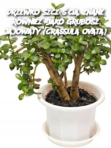 Drzewko szczęścia, znane również jako Grubosz jajowaty (Crassula ovata)