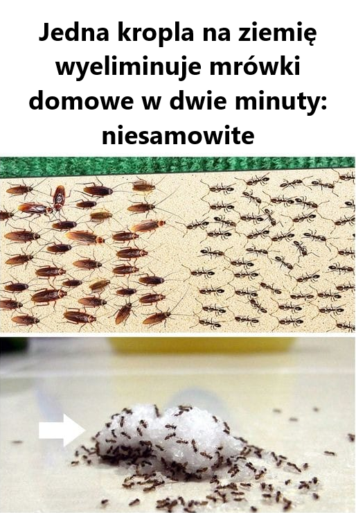 Jedna kropla na ziemię wyeliminuje mrówki domowe w dwie minuty: niesamowite