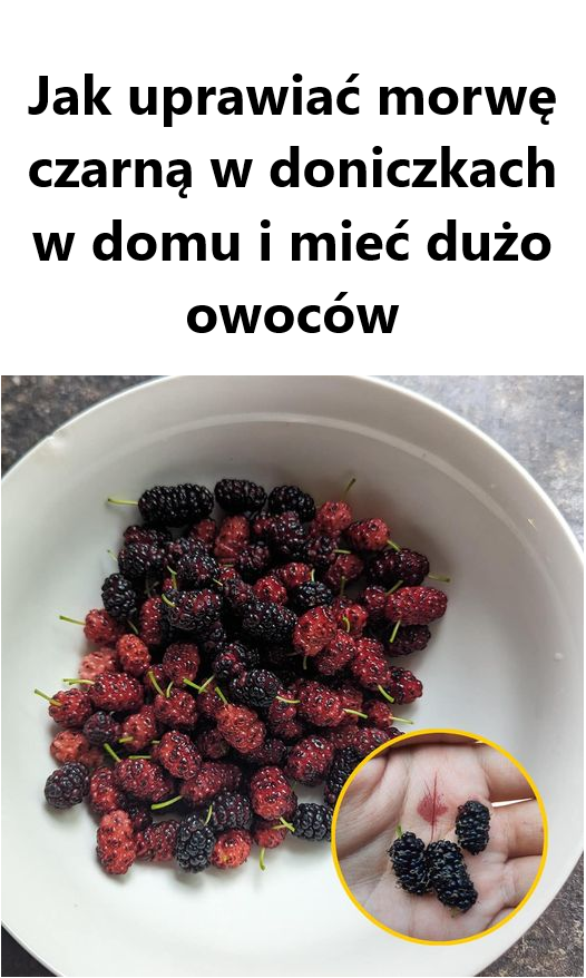 Jak uprawiać morwę czarną w doniczkach w domu i mieć dużo owoców