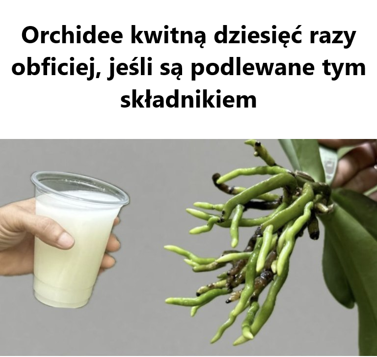 Orchidee kwitną dziesięć razy obficiej, jeśli są podlewane tym składnikiem