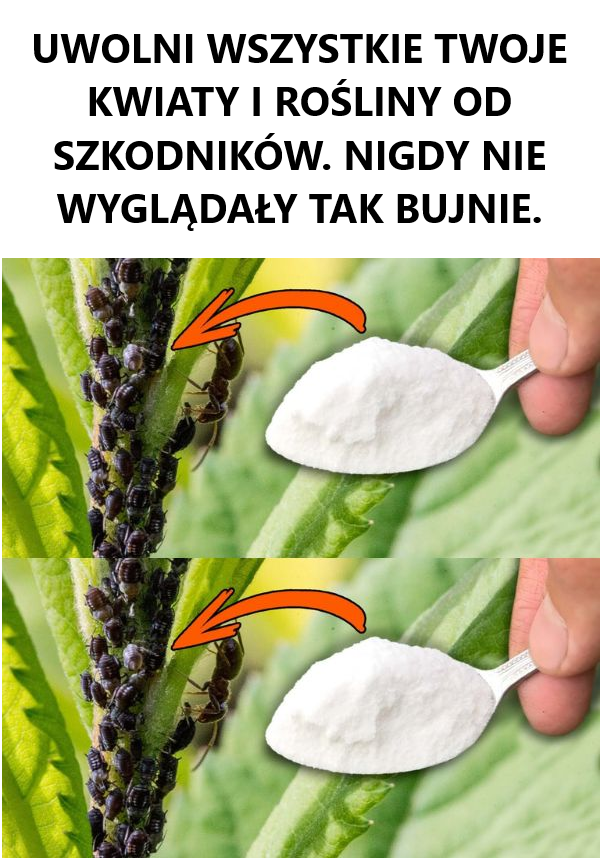 UWOLNI WSZYSTKIE TWOJE KWIATY I ROŚLINY OD SZKODNIKÓW. NIGDY NIE WYGLĄDAŁY TAK BUJNIE.