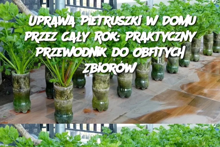 Uprawa Pietruszki w Domu przez Cały Rok: Praktyczny Przewodnik do Obfitych Zbiorów