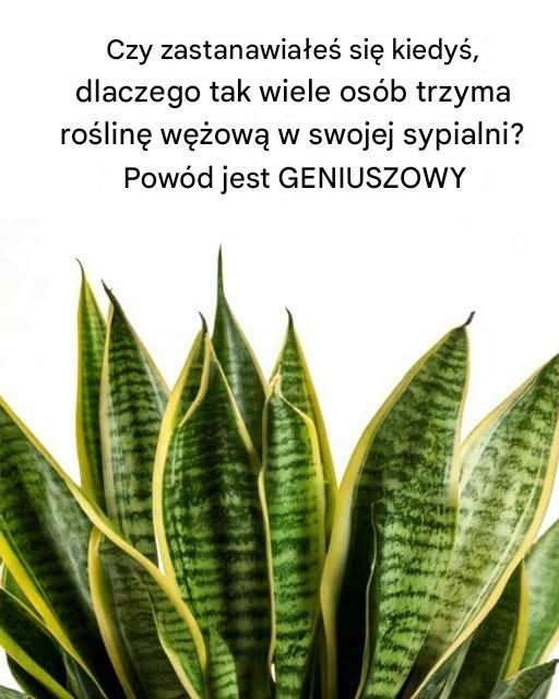 Tak genialne!