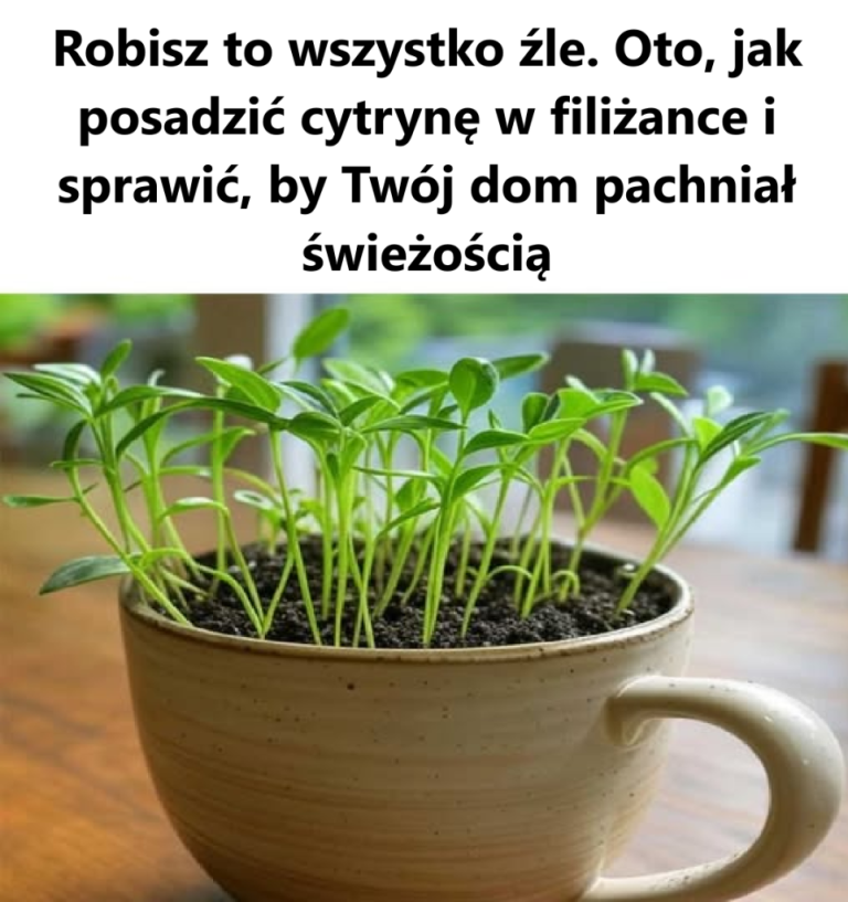 Robisz to wszystko źle. Oto jak zasadzić cytrynę w filiżance i sprawić, by Twój dom pachniał świeżością