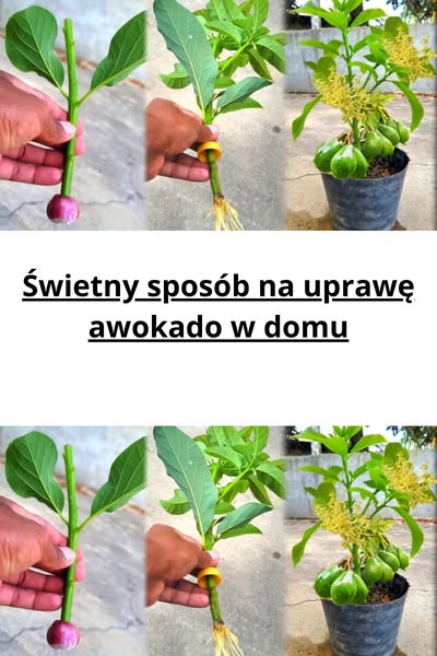 Jak zasadzić awokado z pestki?
