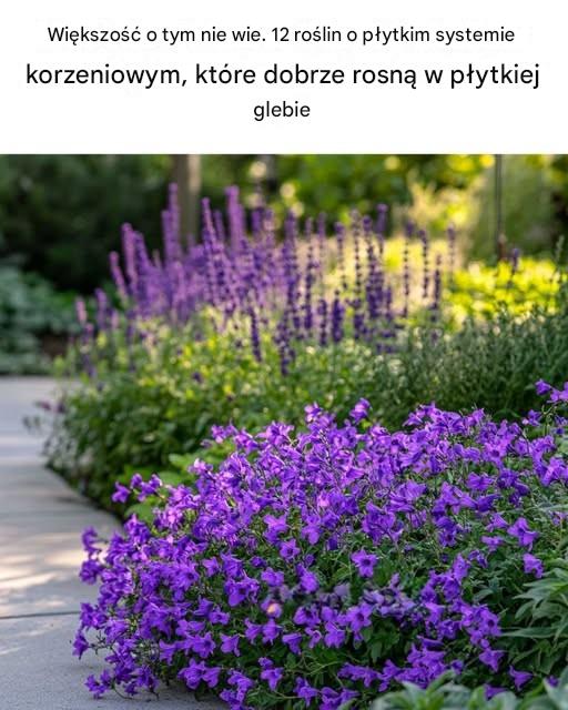 Większość o tym nie wie. 12 roślin o płytkich korzeniach, które dobrze rosną w płytkiej glebie