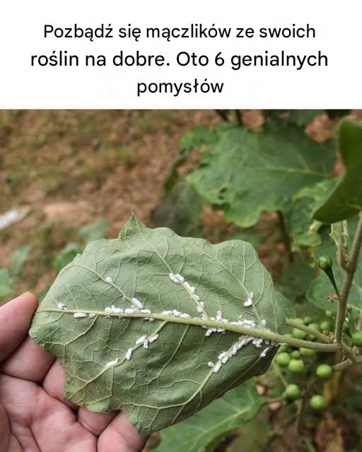 Dziś dowiedziałem się czegoś nowego!