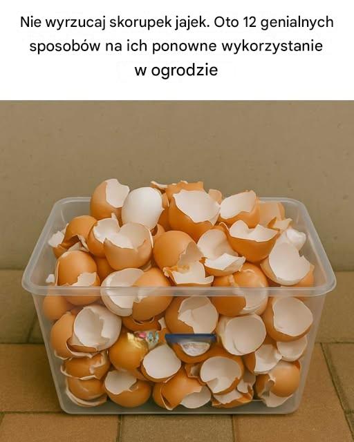 Nie wyrzucaj skorupek jajek. Oto 12 genialnych sposobów na ich ponowne wykorzystanie w ogrodzie