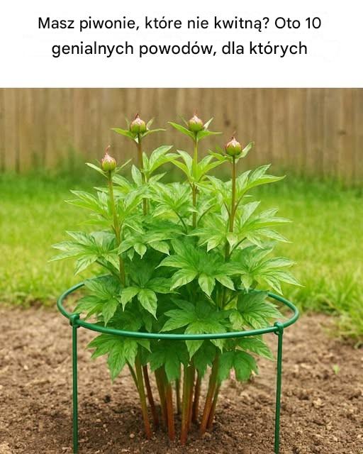 Masz piwonie, które nie kwitną? Oto 10 genialnych powodów, dla których