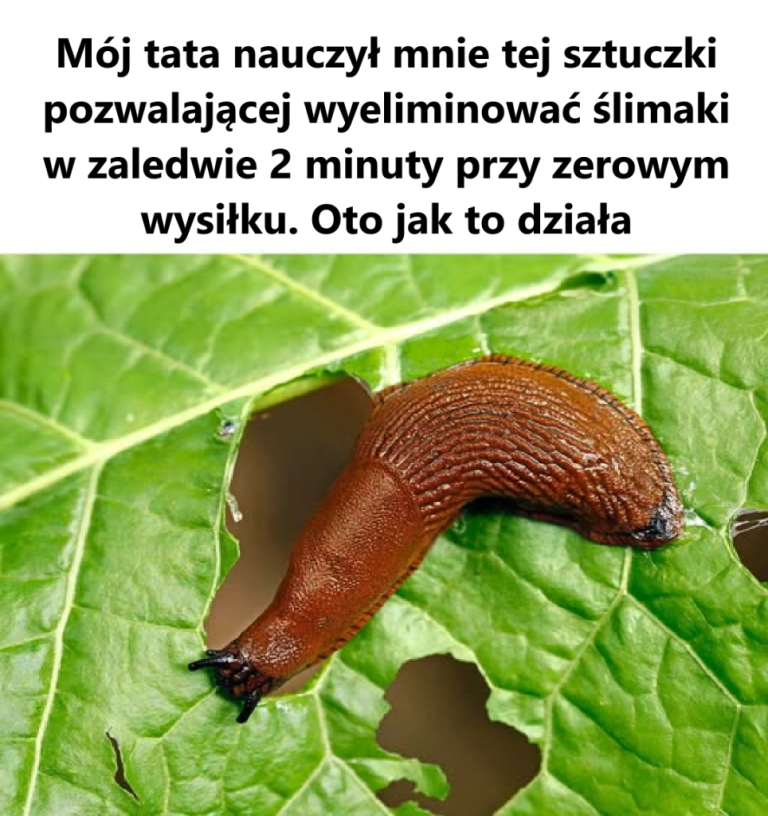 Mój tata nauczył mnie tej sztuczki pozwalającej wyeliminować ślimaki w zaledwie 2 minuty przy zerowym  wysiłku. Oto jak to działa