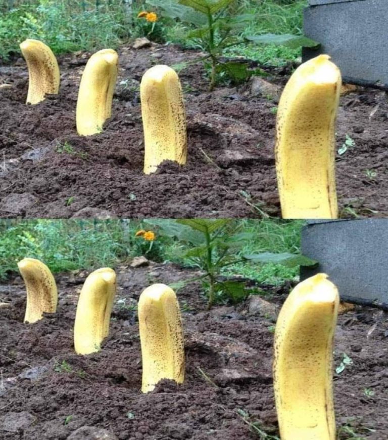 Zakop banana w ziemi – Niezwykły sposób na naturalny efekt w 7 dni!