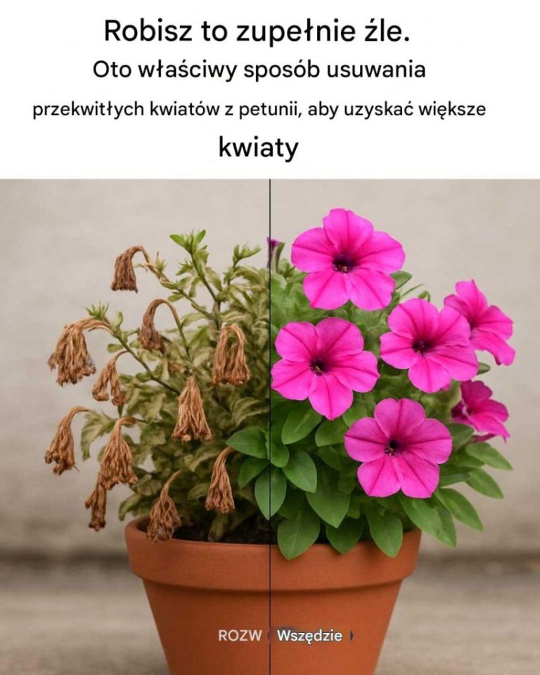 Robisz to wszystko źle. Oto właściwy sposób na usuwanie przekwitłych kwiatów petunii, aby uzyskać większe kwiaty
