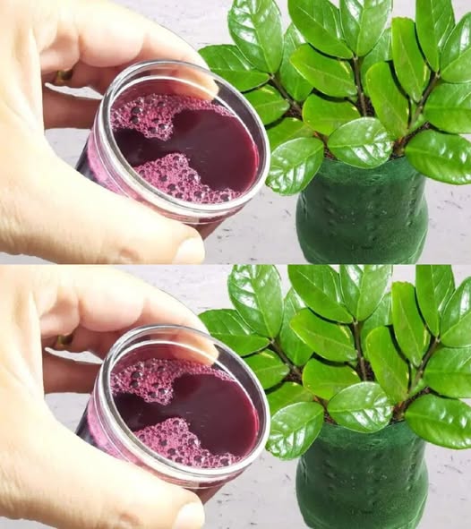 „Ogrodnicza Magia w Filiżance: Naturalna Mieszanka, Która Sprawi, że Twoje Kwiaty Eksplodują Kolorem!
