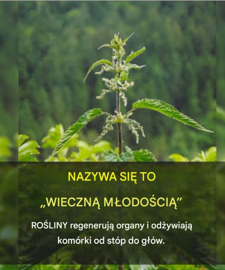 Herbata młodości: regeneruje i odżywia komórki od stóp do głów