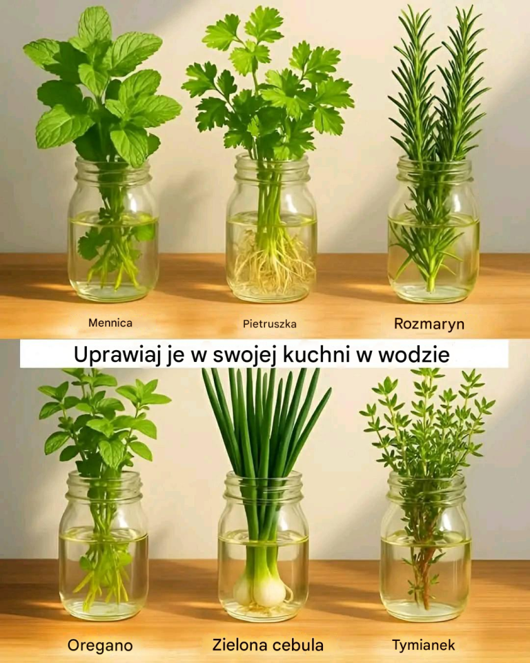 12 roślin rosnących w wodzie: bezglebowe, w 100% naturalne i eleganckie