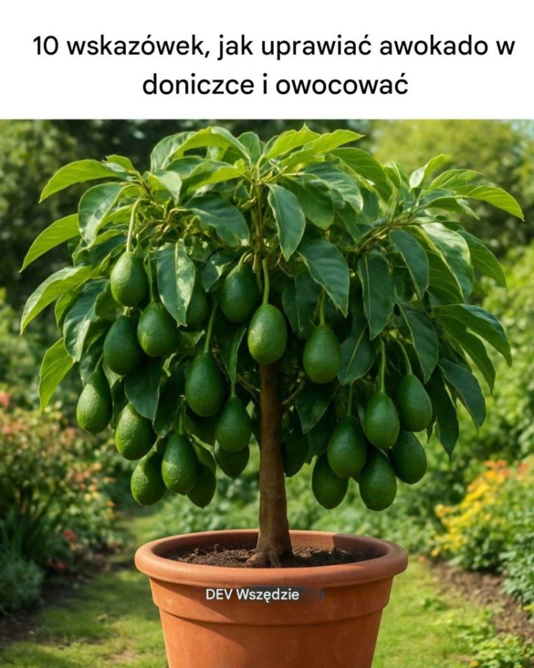 10 wskazówek dotyczących uprawy awokado w doniczce i owocowania
