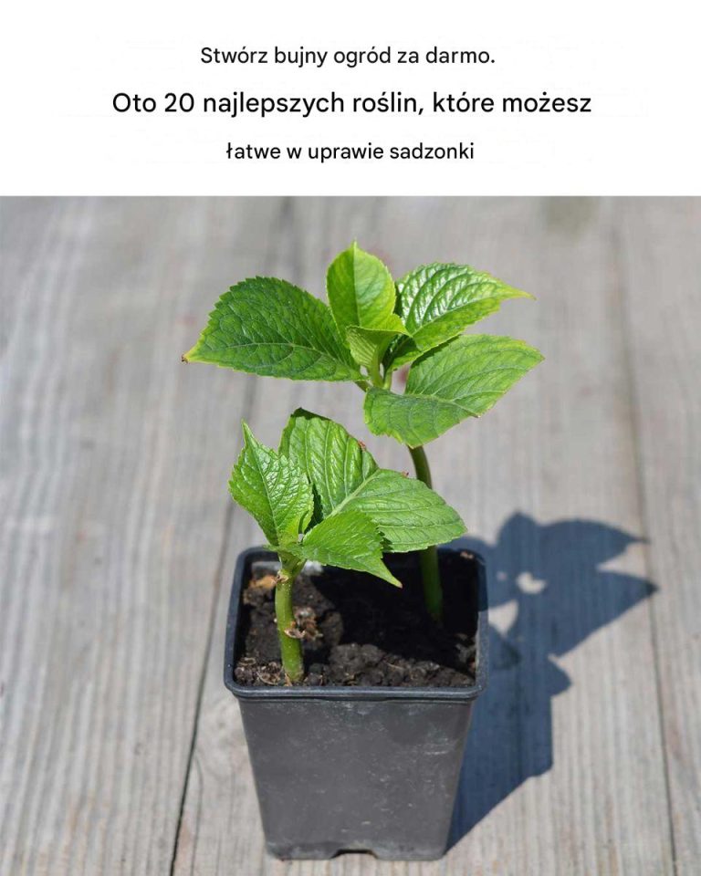 Nikt mi o tym nie powiedział