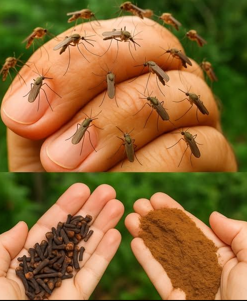 Naturalny przepis na odstraszanie komarów i insektów od domu